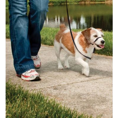 Easy Walk™-Kopfleine Max. 11 kg