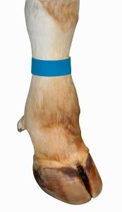 Fesselband Klettverschluß, 10 Stück blau - Markierungsbänder 