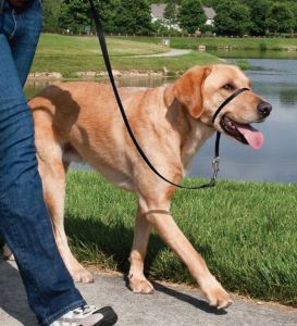 Easy Walk™-Kopfleine 27 kg - 59 kg