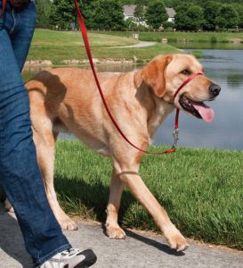 Easy Walk™-Kopfleine 27 kg - 59 kg