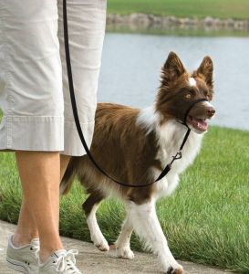Easy Walk™-Kopfleine 11 kg - 27 kg