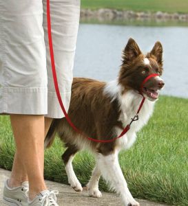 Easy Walk™-Kopfleine 11 kg - 27 kg