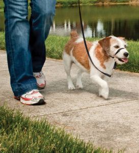 Easy Walk™-Kopfleine Max. 11 kg