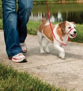 Easy Walk™-Kopfleine Max. 11 kg
