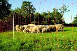 EURO-NETZ Extra mit Einzelspitze 90 cm x 50 m - Schafnetz, Schafzaun, Lämmernetz