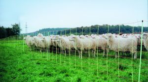 EURO-NETZ Extra mit Doppelspitze 90 cm x 50 m - Schafnetz, Schafzaun, Lämmernetz