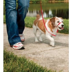 Easy Walk™-Kopfleine Max. 11 kg